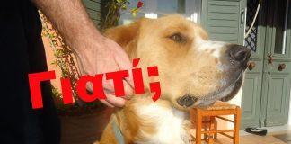 Δηλητηρίασαν τη συντροφιά της – Η μη σήμανση του ζώου απέτρεψε την καταγγελία για τον εντοπισμό των υπαίτιων