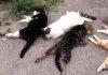 Ομάδα stray cats syros : Κατάθεσε καταγγελία στην εισαγγελία Σύρου