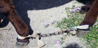 Σύλληψη 62χρονου για κακομεταχείριση ζώου στη Σίφνο