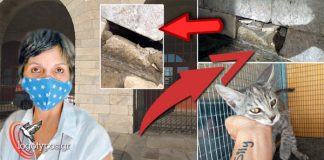 Έθαψαν ζωντανό γατάκι τριών μηνών σε τοίχο του Τελωνείου Σύρου – Δωροθέα Παπαδάτου: «Αυτό είναι έγκλημα»