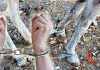 Σύλληψη 63χρονου για κακομεταχείριση ζώων στη Μύκονο