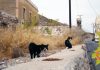 Μαρία Μαυρίκου: Ερώτημα προς τη Δημοτική Αρχή για το σχέδιο διαχείρισης αδέσποτων ζώων συντροφιάς
