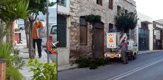 Νεραντζούλα φουντωτή
