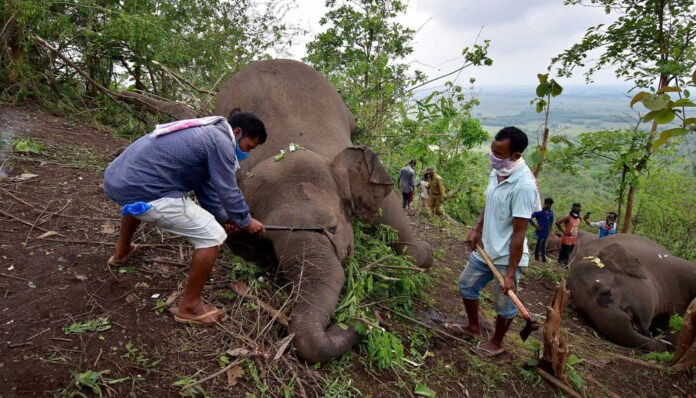 elephants_nekroi01
