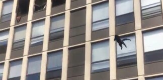 Απίστευτο: Γάτα πήδηξε από τον 5ο και προσγειώθηκε ατσαλάκωτη (VIDEO)