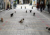 Από 1 εκατομμύριο αδέσποτες γάτες κατακλύζεται η Κύπρος