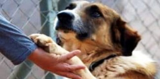 Η Νάξος και τα αδέσποτα… η Σύρος;