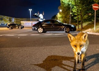 Νυχτερινές επιδρομές αλεπούδων σε αυτοκίνητα στο νότιο Λονδίνο