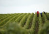 Υποψήφια η Ελλάδα για το «UNWTO Global Wine tourism Conference 2024»