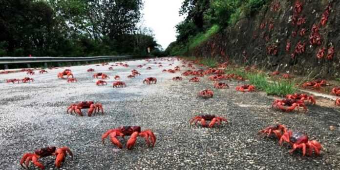AUSTRALIA-CRABS/