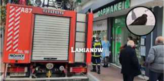 Γεράκι εισέβαλλε σε φαρμακείο