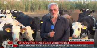 SOS από Νάξο: «Είμαστε 800 τόνους κάτω στο γάλα, να βοηθήσει η Πολιτεία!».
