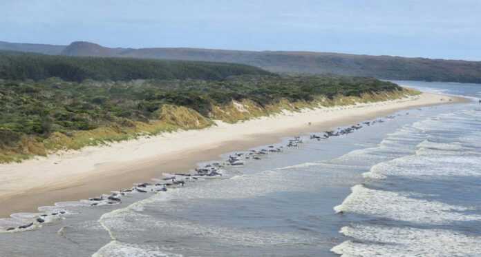falaines_australia01