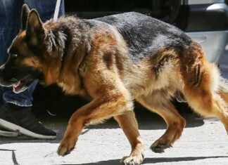 Το πρώτο εμβόλιο ανώδυνης στείρωσης για σκύλους που είναι και αναστρέψιμο
