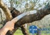 Κάριτας Τήνου: Εθελοντικό κάλεσμα για κλάδεμα στον κήπο των Ουρσουλινών