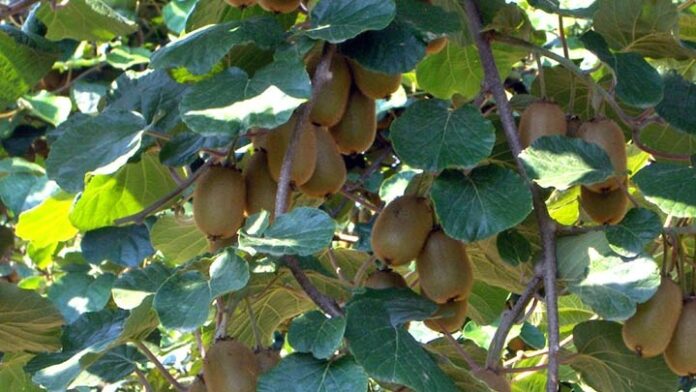 aktinidia