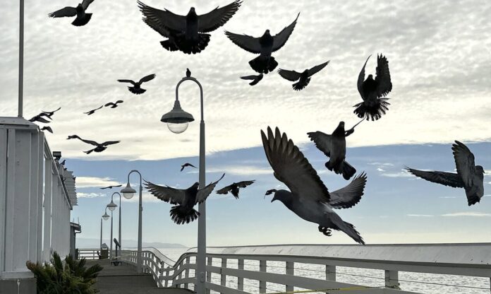 pigeon