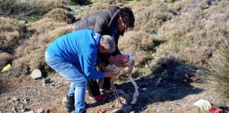 Οι πρόσκοποι έσωσαν φλαμίνγκο στους υγρότοπους της Λέσβου
