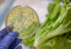 E. coli στο μαρούλι: Πώς να εξαλείψετε τον κίνδυνο μόλυνσης