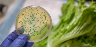 E. coli στο μαρούλι: Πώς να εξαλείψετε τον κίνδυνο μόλυνσης