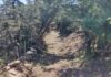 Καθαρισμός του Μονοπατιού Πάγος – Γαλησσάς από τον Πολιτιστικό Σύλλογο Πάγου (Φωτο)