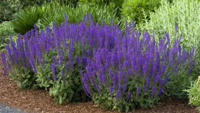 salvia