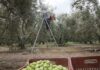 Λειψυδρία: Η κλιματική κρίση «χτυπά» την αγροτική παραγωγή – «Οι γεωτρήσεις μας βγάζουν αέρα»