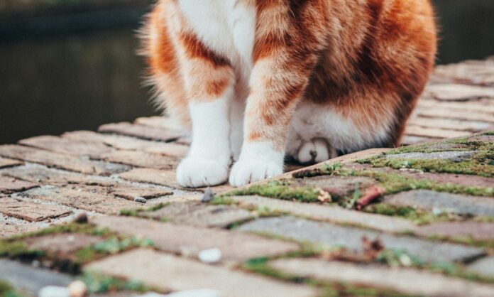 gata-u