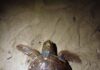 Διάσωση χελώνας Caretta-Caretta στο Φοίνικα