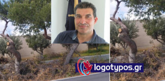 Κομμένα πεύκα στη Βάρη : Μαζεύουν άλλων τα σπασμένα