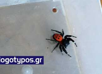 Μια αραχνούλα που τη λένε Ρογαλίδα