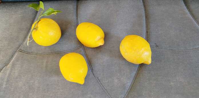 lemonia mast