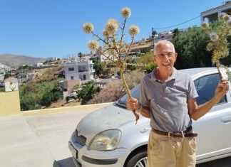 Αχινόδεντρο