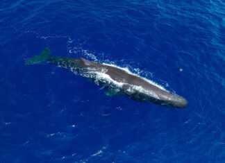 Greenpeace Greece, WWF Ελλάς, Client Earth- Η θαλάσσια ζωή της Μεσογείου απειλείται άμεσα από τις σεισμικές έρευνες και εξορύξεις υδρογονανθράκων